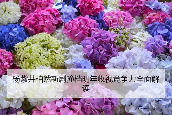 杨紫井柏然新剧撞档明年收视竞争力全面解读